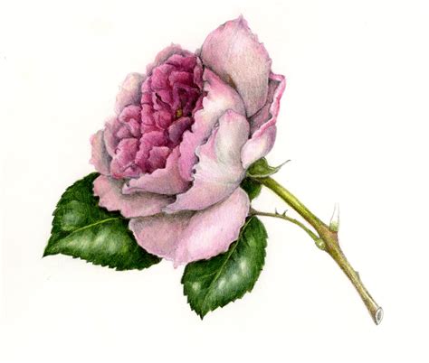 How to Draw a Realistic Three-Dimensional Rose - Draw Botanical LLC