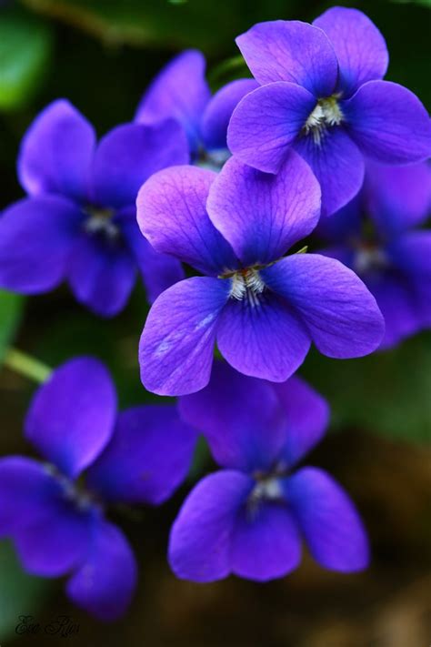 dna Flower: Amazing Violet Flower Inspirations