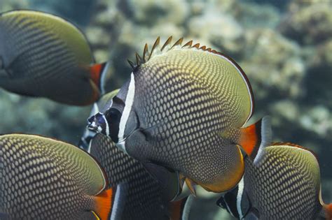 Redtail butterflyfish (Chaetodon collare)