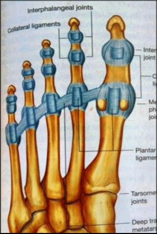 Tarsometatarsal, Metatarsophalangeal, Interphalangeal Joint [1 ...