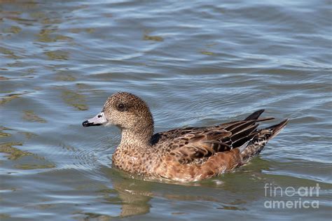 Female American Wigeon Photograph by Elisabeth Lucas - Pixels