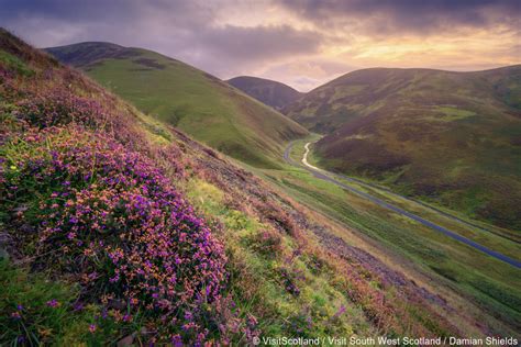 Heather Season in Scotland - Luxury Scotland Tours