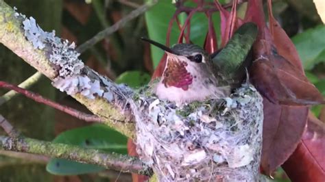 Ruby-throated Hummingbird Nest WITH EGGS. - YouTube