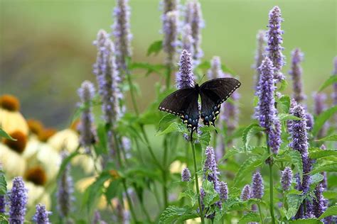 Hyssop Plant: Best Varieties, Growing Guide, Care, Problems, and ...