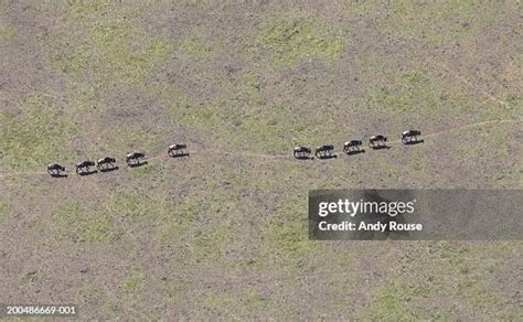 Wildebeest Migration Aerial Photos and Premium High Res Pictures - Getty Images