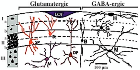 2 Types of cells in the piriform cortex. This figure is modified from... | Download Scientific ...