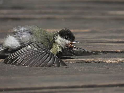 Thousands of birds dropping from the sky in Indian city | Boing Boing