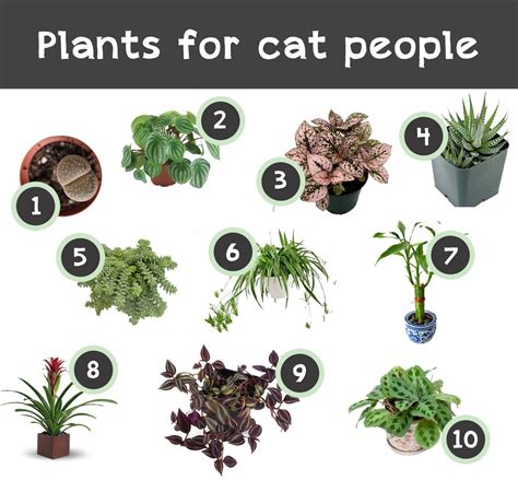 Free Indoor Plants That Are Safe For Cats Simple Ideas | Home decorating Ideas