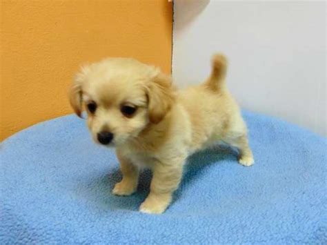 63+ Chihuahua Pomeranian Mix For Sale Near Me Pic - Bleumoonproductions