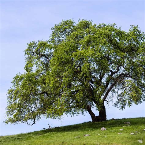 Valley Oak Standard Trunk — Green Acres Nursery & Supply