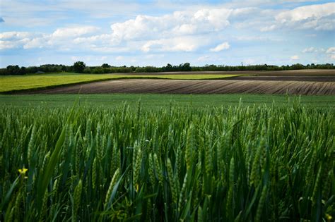 Green wheat field photo HD wallpaper | Wallpaper Flare