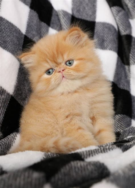 Red Persian Cats | Red Persian Kittens | Orange Cats |Persian Kittens For Sale in a Rainbow of ...