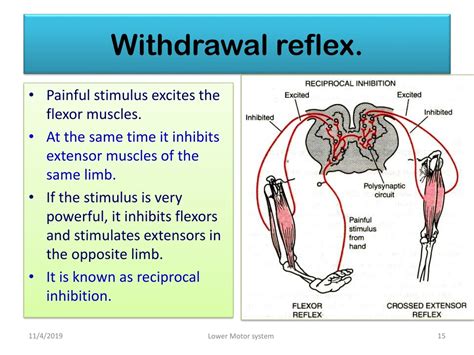 What Is Withdrawal Reflex