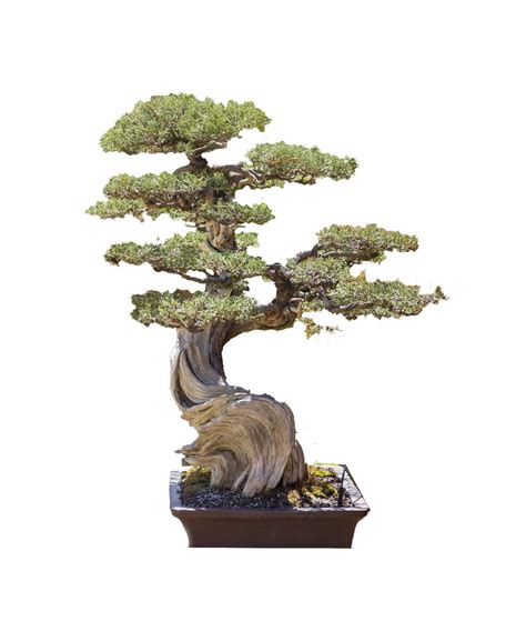 Red Cedar Bonsai – BonsaiStore.co