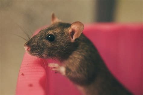 Free Images : mouse, wild, corn, mammal, hamster, rodent, fauna, rat ...