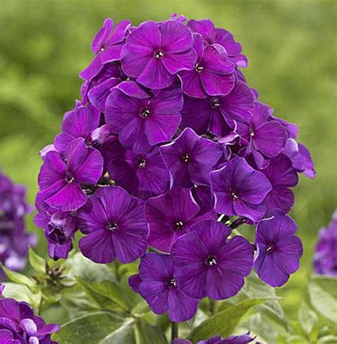 Buy Phlox Paniculata 'Purple Flame' 2L | Phlox flowers, Longfield gardens, Purple flowers garden