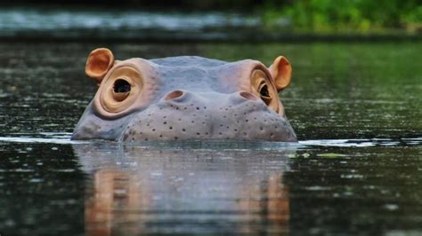 Spy Hippo spies on an underwater hippopotamus spa – The Kid Should See This