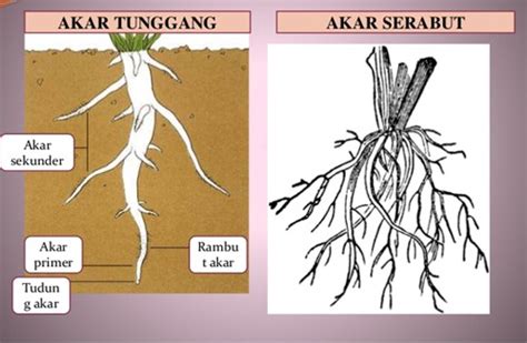 Akar serabut, ciri–ciri, fungsi dan contoh - Penasains