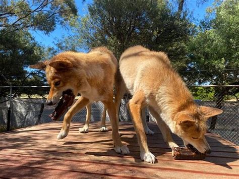 Bunbury Wildlife Park: UPDATED 2021 All You Need to Know Before You Go (with PHOTOS)