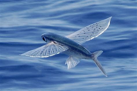 Download Flying Fish Gliding Over Sea Wallpaper | Wallpapers.com