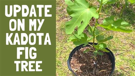 Kadota Fig Tree Update - Growing From Cuttings | Florida Food Forest - YouTube