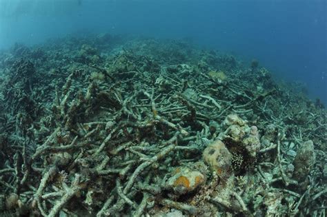 Coral reefs suffering in Philippines despite outlawing damaging fishing ...