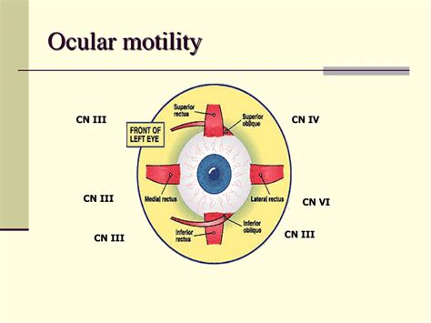 PPT - Ocular Motility PowerPoint Presentation, free download - ID:3089090