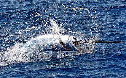 Florida Swordfish Fishing Spots for GPS | Swordfish Spots for South Florida