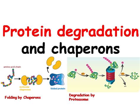 Define chaperone protein - batmanaspen