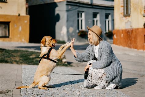 Research shows dogs can relate human emotions to subsequent actions