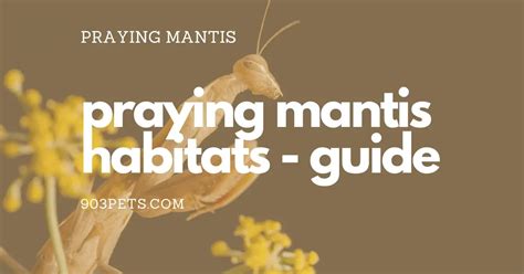 Praying Mantis Habitat Guide - What Matters & What Doesn't - 903Pets