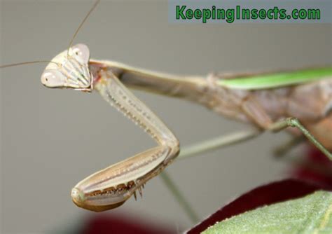 Chinese Mantis praying mantis | Keeping Insects