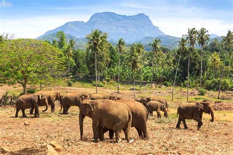 Sri Lanka Wildlife Tours | Fernando Travels