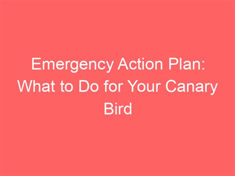 Emergency Action Plan: What to Do for Your Canary Bird - My Pet Canary