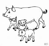 Cute Coloring Pages Of Baby Pigs sketch template