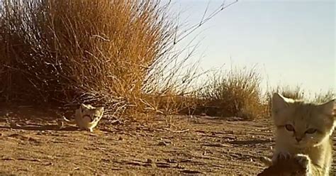 More footage of those adorable sand cat kittens captured in Moroccan Sahara | Conservation ...