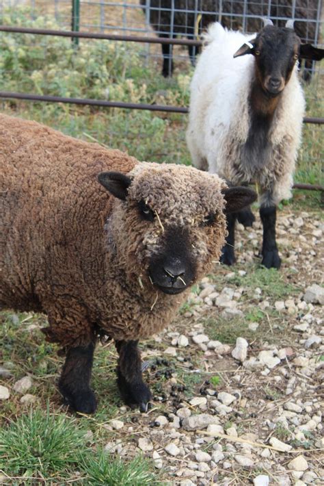 From Pygora Goats to Yarn, Spinning Fibers with Rowantree Farm Rural ...