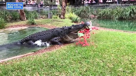 Spectacular Show of Crocodile Bite Strength Caught on Video | The Weather Channel