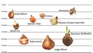 Flower Bulb Layering – Scotland Grows Magazine