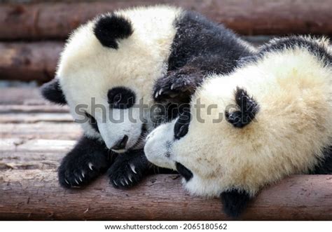 220 Panda Twins Images, Stock Photos & Vectors | Shutterstock