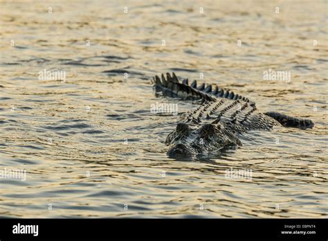 An adult wild saltwater crocodile hunting on the banks of the Hunter River in Mitchell River ...