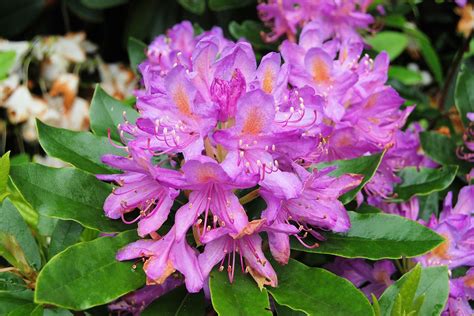 Rhododendron,flowers,shurb,evergreen,bush - free image from needpix.com