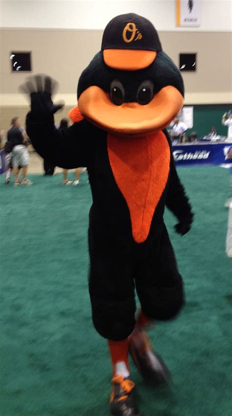 The Oriole Bird, Baltimore Orioles Mascot | Todd Franklin | Flickr