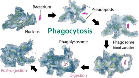 Unicellular nutrition in Amoeba and multicellular nutrition in Hydra ...