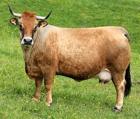 Beef Breeds - Rengab Genetics