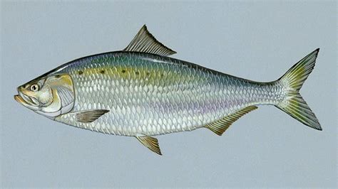 Fish Facts: American Shad (Alosa sapidissima) - Orvis News