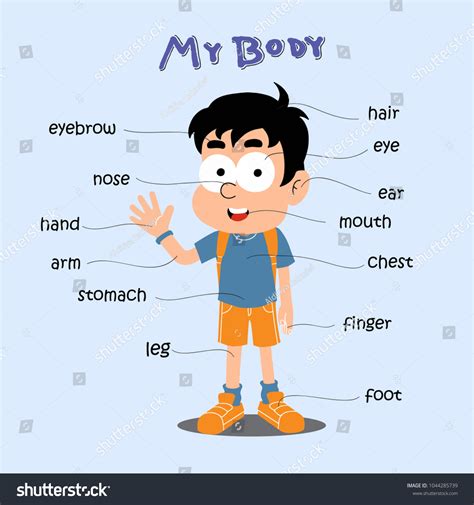 School Boy Cartoon Body Chart Diagram Stock Vector (Royalty Free) 1044285739 | Shutterstock