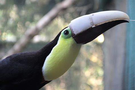 Abused toucan gets a new lease on life thanks to 3D printing ...