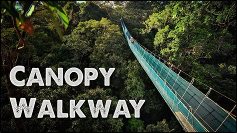 World's Largest Rainforest Canopy Walkway - Virtual Tour - YouTube