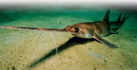 Fast As a Shark: The Sea's Most Lethal Killing Machines | hubpages